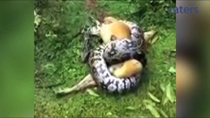 Chien en très mauvaise posture sauvé par son maitre : un python enroulé autour de lui en train de étouffer!