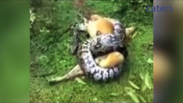 Chien en très mauvaise posture sauvé par son maitre : un python enroulé autour de lui en train de étouffer!