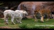 Animals Fighting Videos || Animals Fighting Videos HD Youtube