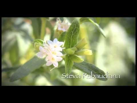 Chef Nick Stellino puts the sugar back with 1/2 the calories!!!