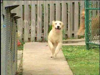 Microscopic miracles for dogs and cats