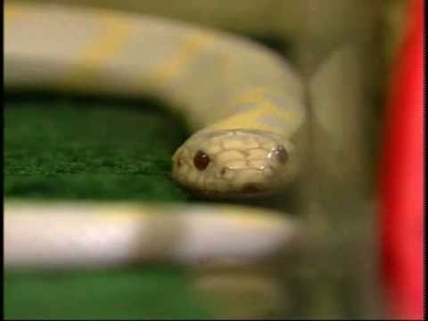 The Balancing Act Show 1101 - ReptilesTV SMT