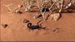 SCORPION 2014 Discovery Channel Animals   scorpion vs Scorpion BBC mpg