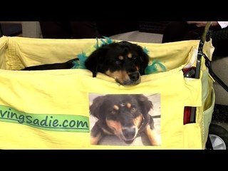 Take the Stress Out of Medicating Your Favorite Four-Legged Friend