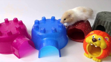 How to get my hamster to sleep in a hideout?