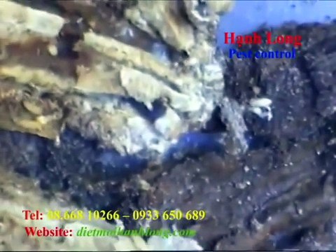 Dịch vụ diệt mối tận gốc chuyên nghiệp uy tín nhất hà nội và tphcm
