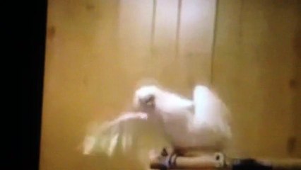 VID-20141121-WA0004.mp4