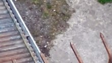 Pelea de gatos