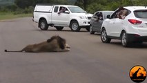 Lion Shows Tourists Why You Must Stay Inside Your Car - Latest Wildlife Sightings