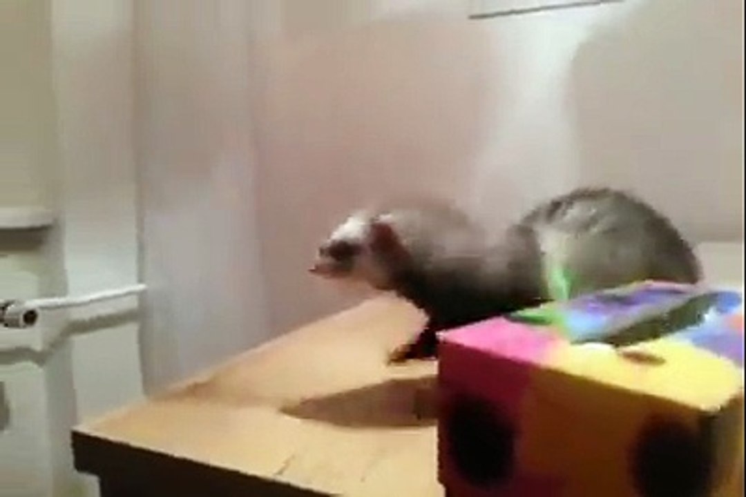 It s Funny    Ferret Thinks He Can Jump