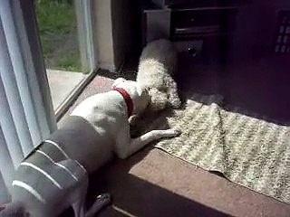 bichon frise vs  american bulldog