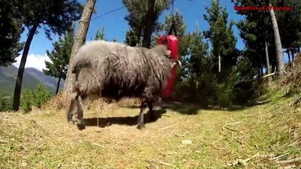 kum torbası ile kavga eden keçi