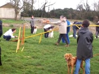 Bulle débute dans l'agility