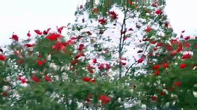 Birds clouds Colors Amizing Video Mast Watch