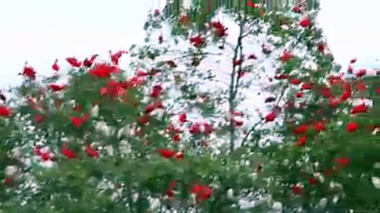 Birds clouds Colors Amizing Video Mast Watch