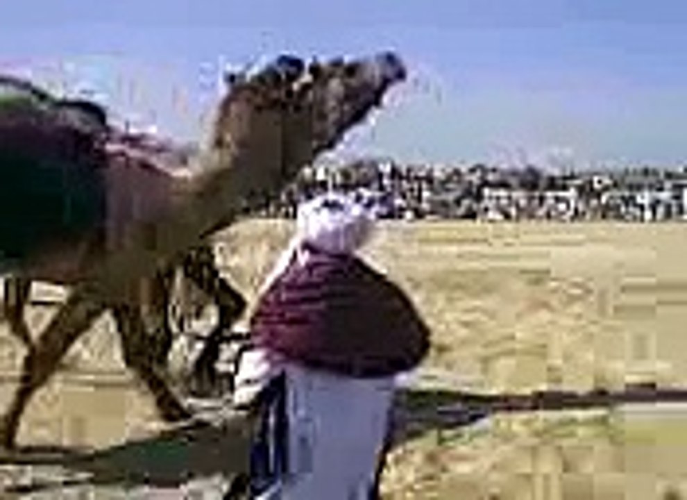 camel fight 2014