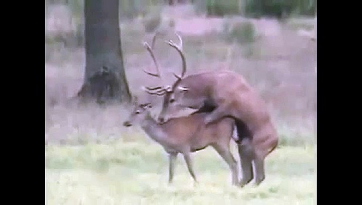 Animals mate Deer  cute Animal funny