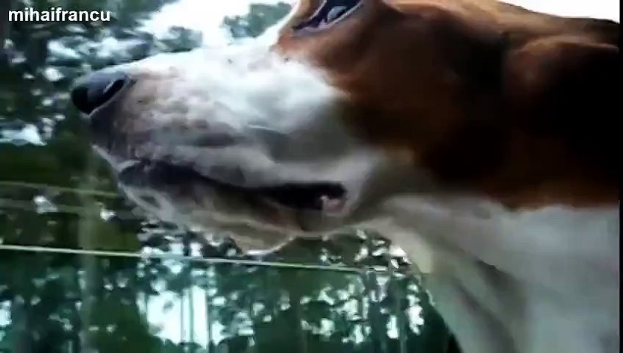 Des chiens marrants la tête au vent