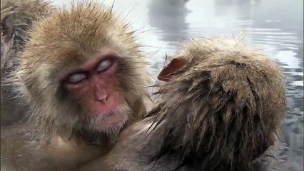 Life Clip_Episode 10_Primates_ BBC Earth