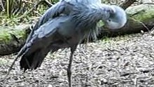 Blue Crane 1