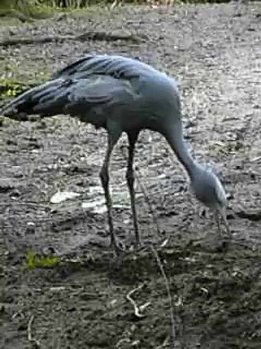 Blue Crane 2