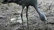 Blue Crane 2