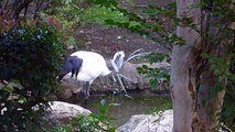 Red Crowned Crane