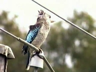 Blue winged Kookaburra
