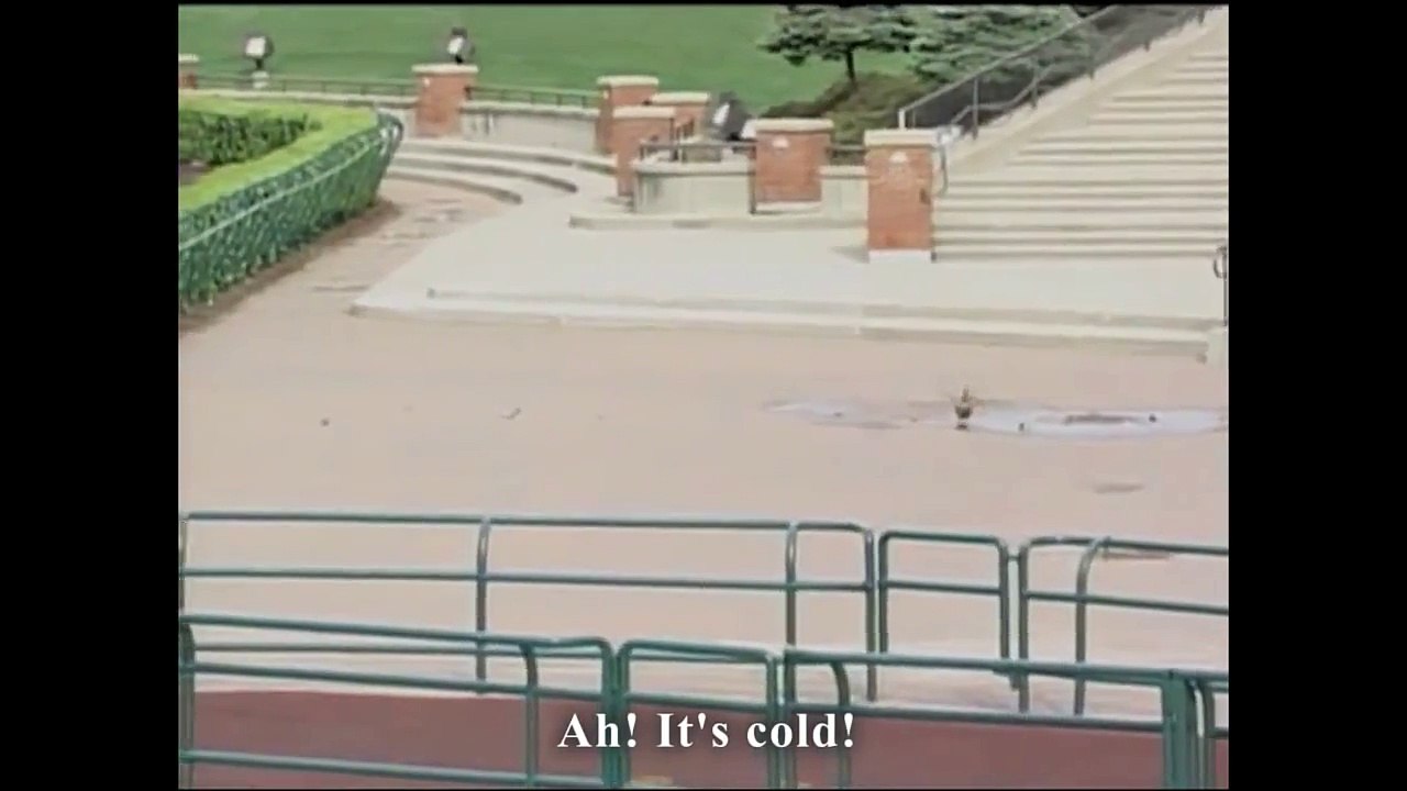 Canards dans la tempête