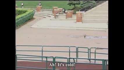 Canards dans la tempête