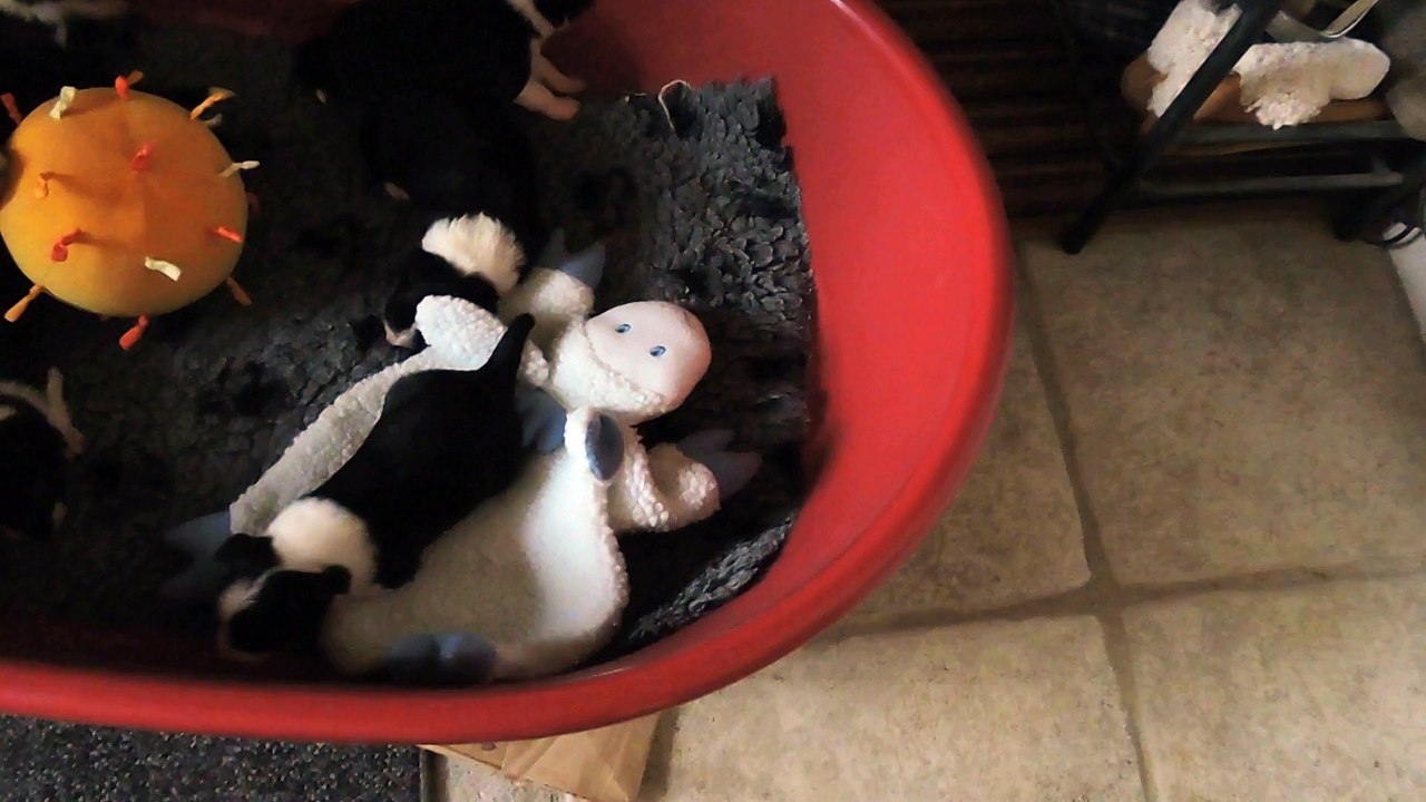 chiots 2 semaines