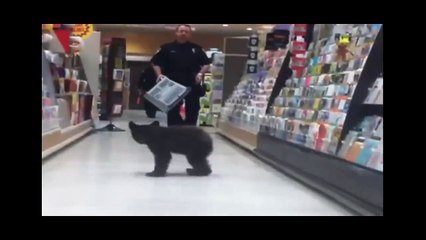 Urso bebé 'ataca' em supermercado!