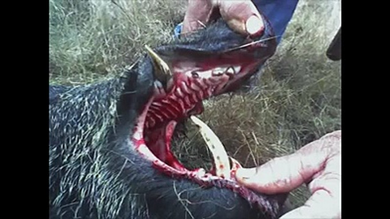 Sanglier