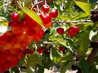 Soorah Rehman With Urdu Translation