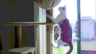 Clickertraining kat (Milou)