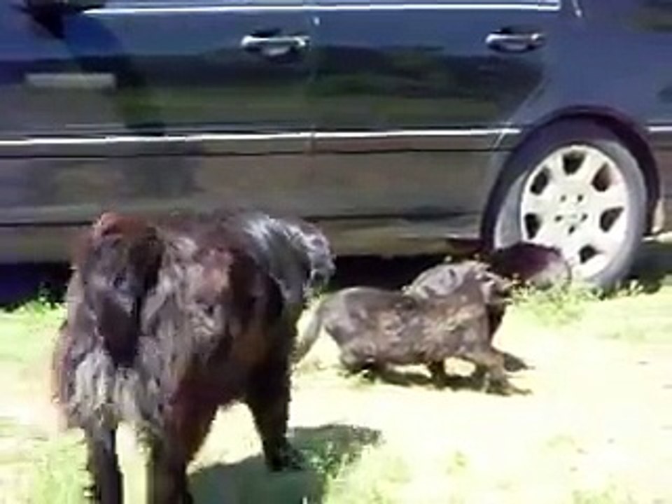 Des chiens stoppent une bagarre de chats