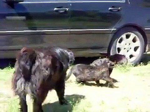 Des chiens stoppent une bagarre de chats