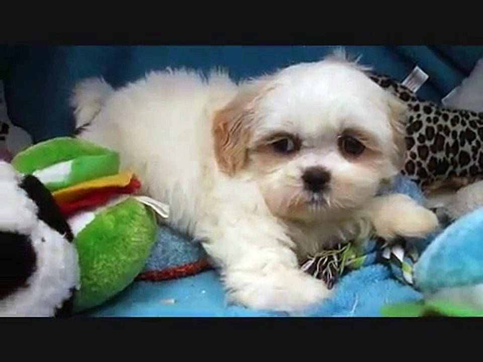 Female TeddyBear (Shih Tzu X Bichon Frise) Puppy