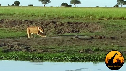 Aslan Timsaha Acımadı