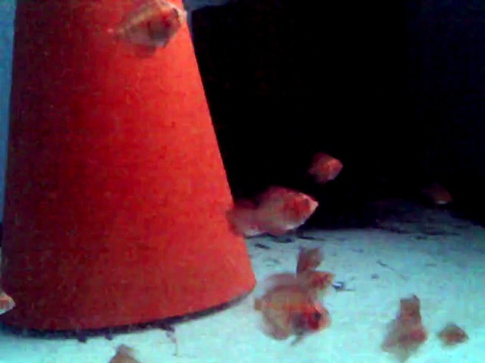 Bébé Discus octobre 2014