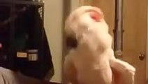 Crazy Cockatoo