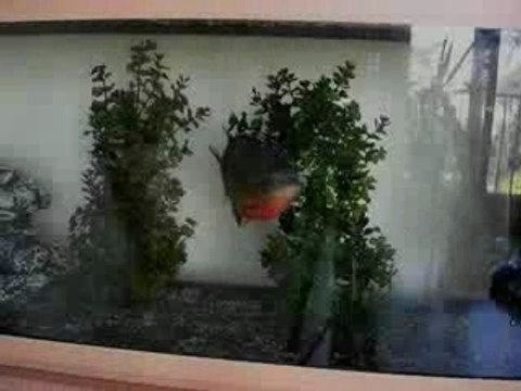 Piranhas - Video piranhas - Piranas