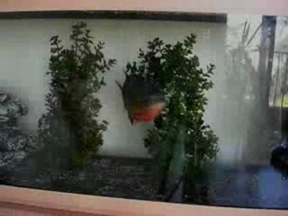 Piranhas - Video piranhas -  Piranas