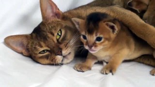 Kitten Mother Love
