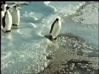 pinguin sinks