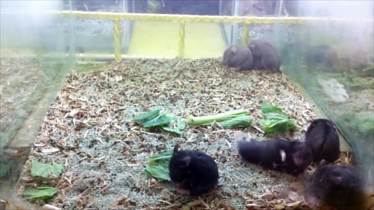 Hamster Harlem Shake LoL?