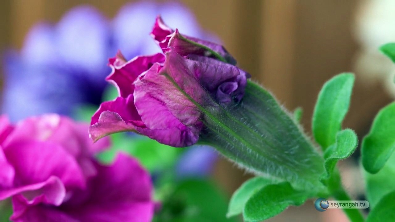 10-Bitkilerde Cinsiyet Kur'an-ın Bilimsel Mucizeleri