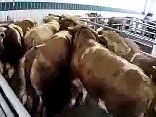 Larmes derrière la paroi de fer