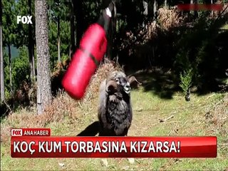 Kum torbasına kızan Koç öfkesini böyle aldı