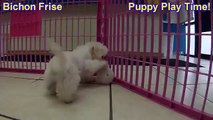Bichon Frise, Puppies, For, Sale, In, Denver, Colorado, CO, Fort Carson, Black Forest, Welby, Greenw